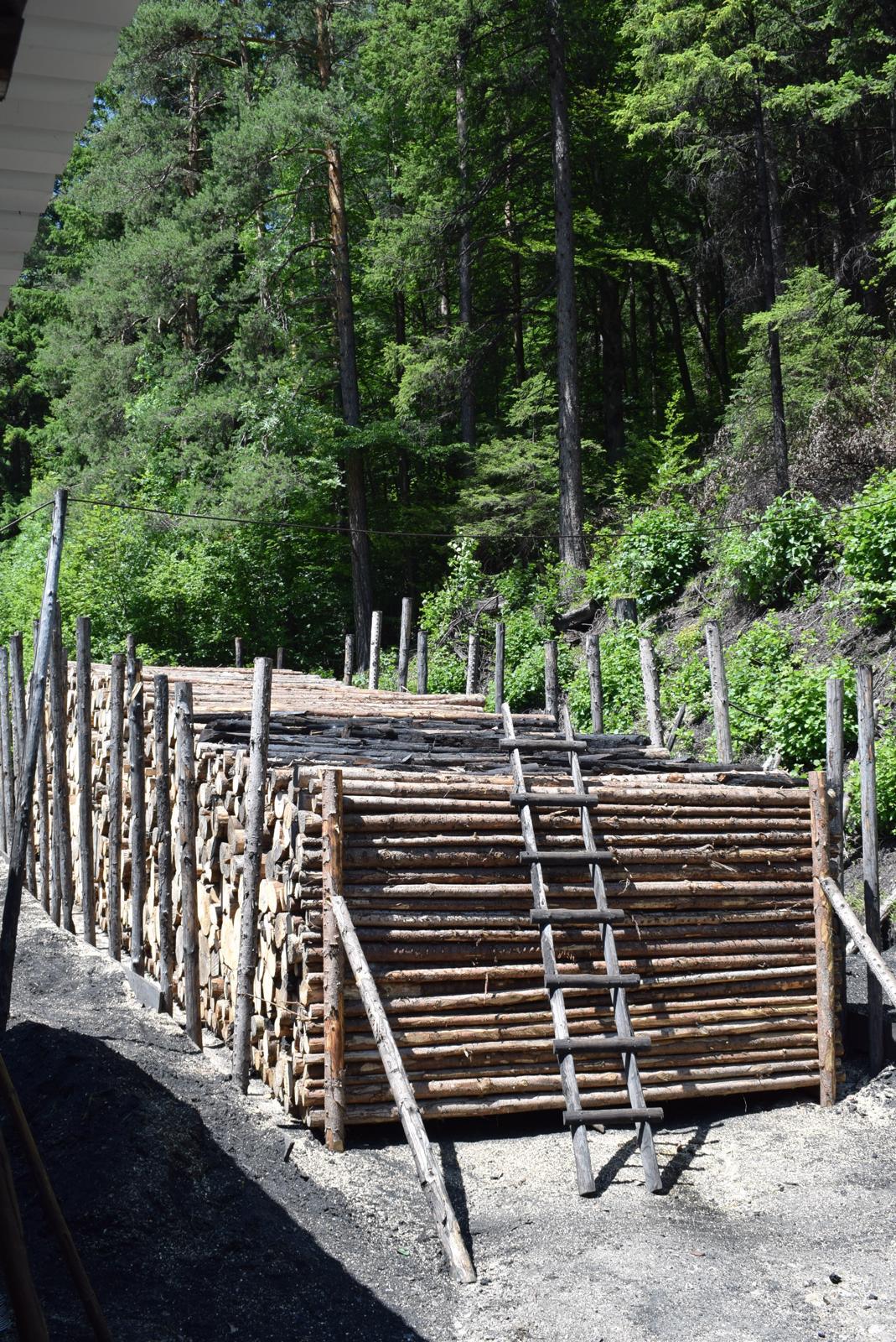 Frisch geschlichteter Meiler im Wald